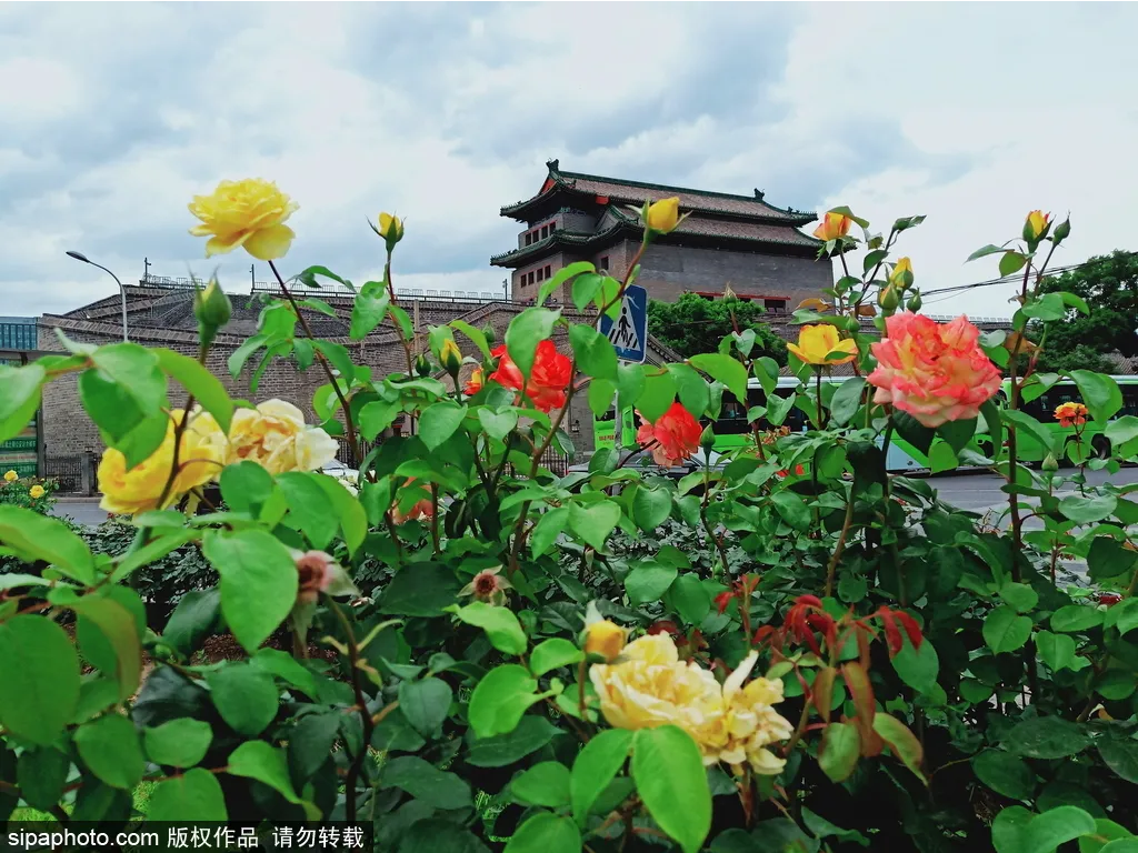 北京観光 初夏が見頃のおすすめ花畑