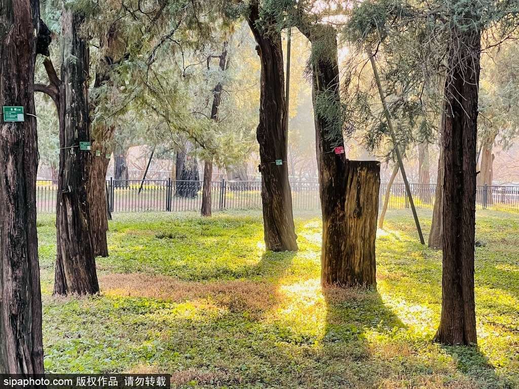 樹齢800年以上の桧木！天壇公園の長寿の木