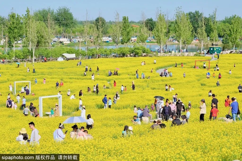 初夏の出会い！北京のこれらの菜の花畑は油絵のように美しい