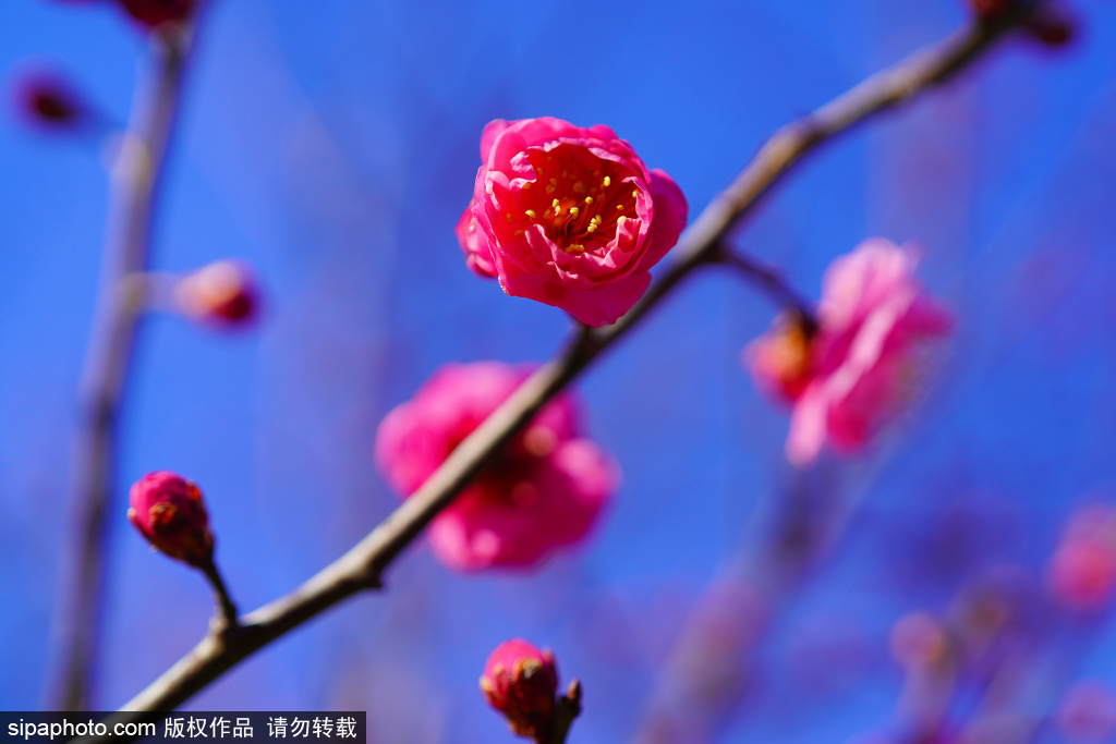 北京明代長城遺跡公園の梅花が静かに咲いている