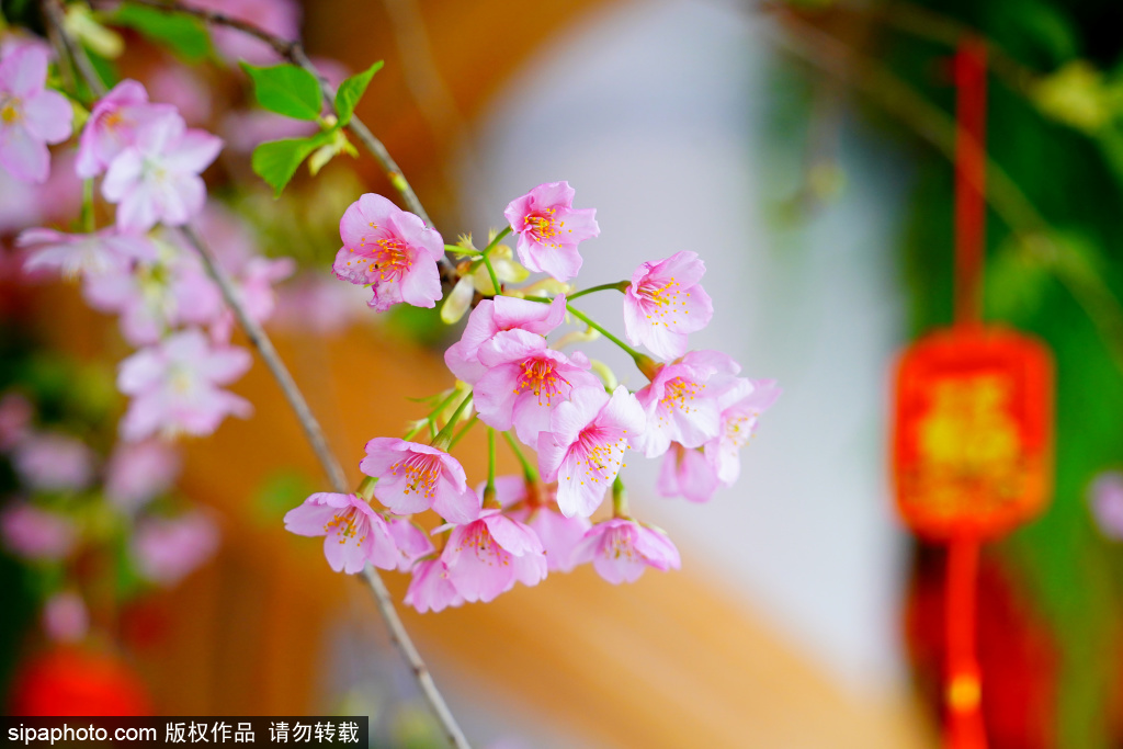 北京の玉淵潭公園で2月2日から早咲き桜がお披露目へ